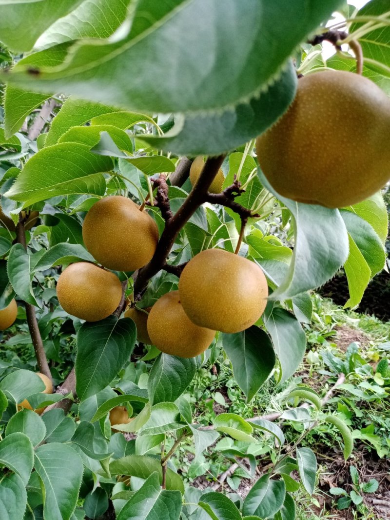 圆黄梨