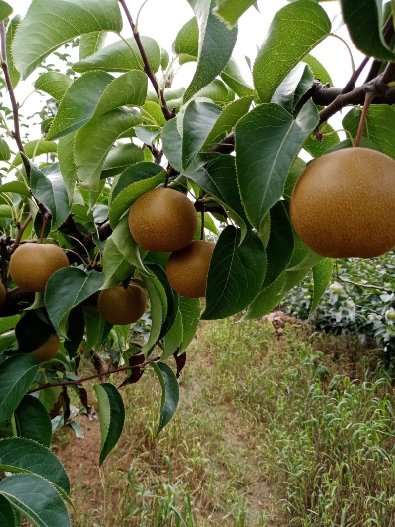 圆黄梨