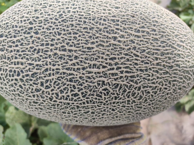 西州蜜17号通货
