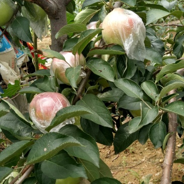 山东美八苹果大量上市！欢迎前来采购！价格美丽果面漂亮