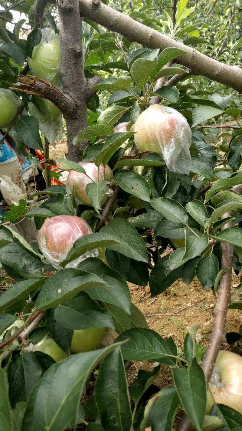 山东美八苹果大量上市！欢迎前来采购！价格美丽果面漂亮