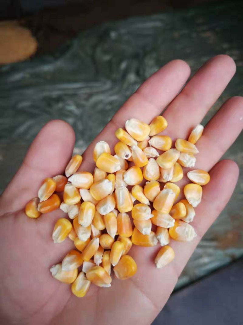 新干玉米大量有货包米包谷烘干玉米漂亮玉米包装玉米