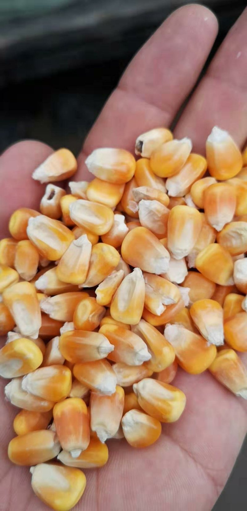 新干玉米大量有货包米包谷烘干玉米漂亮玉米包装玉米
