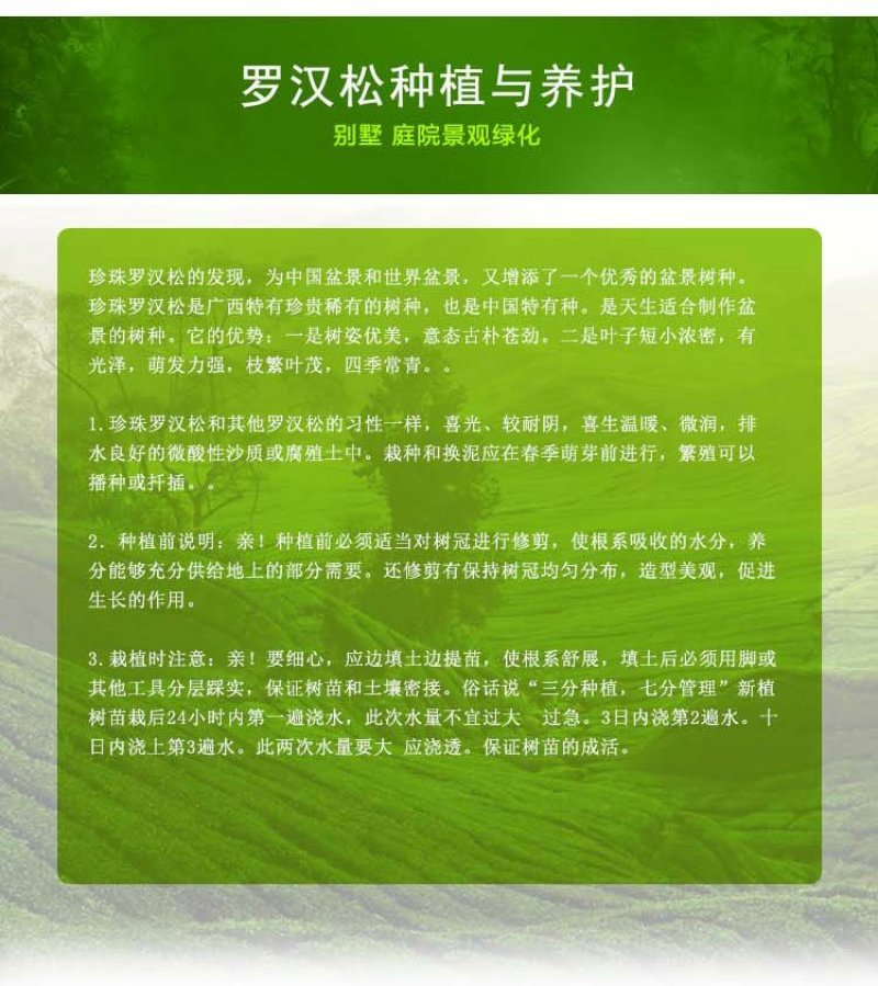 日本罗汉松树苗常绿庭院绿植花卉净化空气苗木