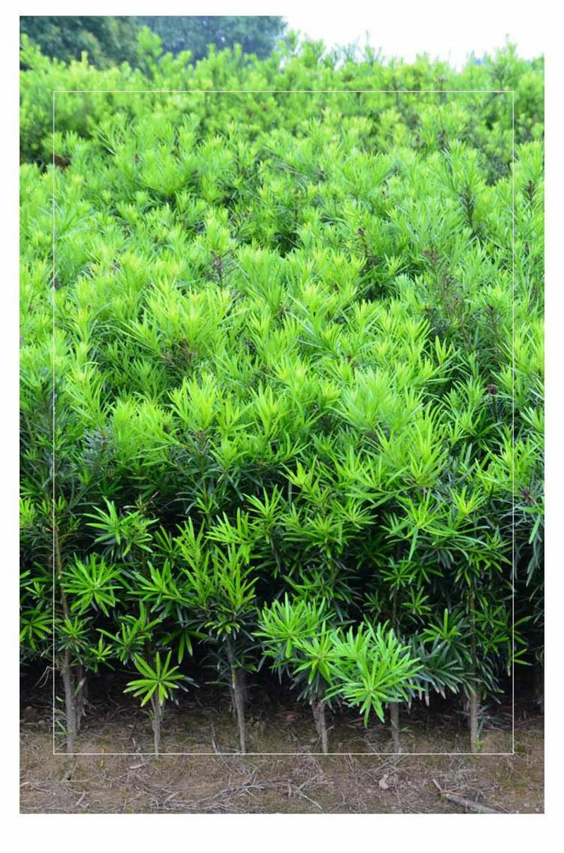 日本罗汉松树苗常绿庭院绿植花卉净化空气苗木