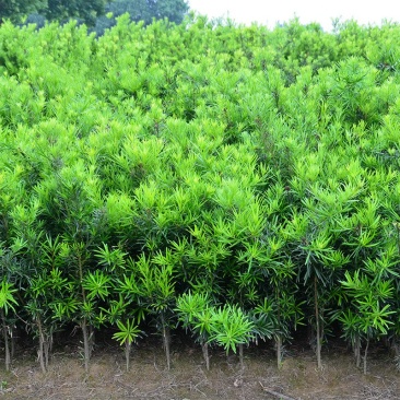 日本罗汉松树苗常绿庭院绿植花卉净化空气苗木