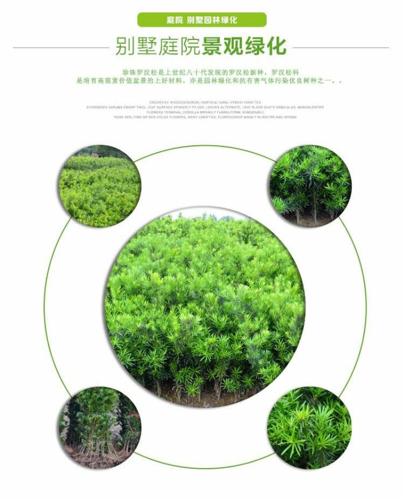日本罗汉松树苗常绿庭院绿植花卉净化空气苗木