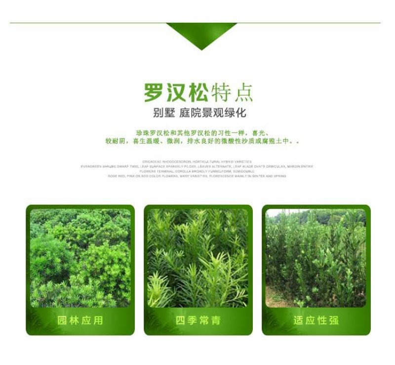 日本罗汉松树苗常绿庭院绿植花卉净化空气苗木