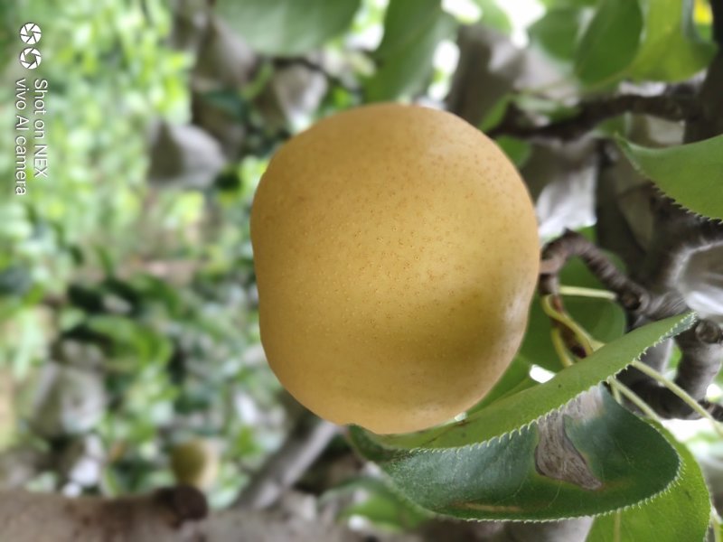 圆黄梨大量上市