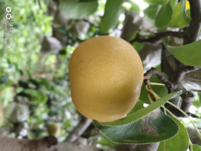 圆黄梨大量上市
