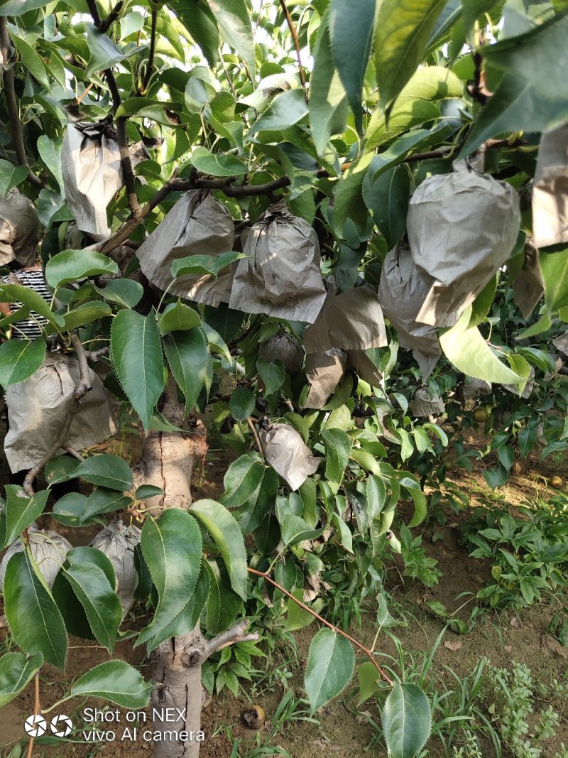圆黄梨大量上市