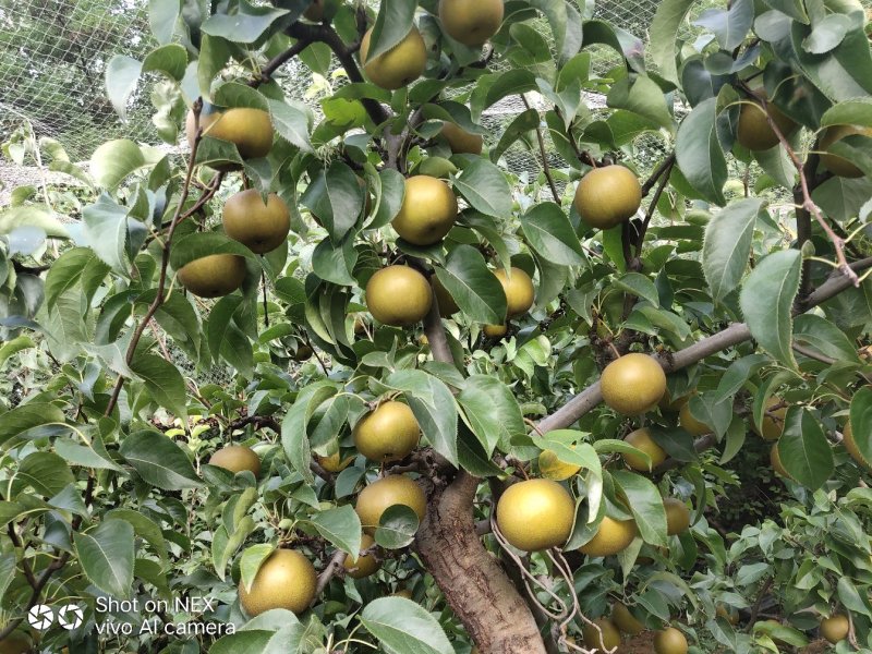 圆黄梨大量上市