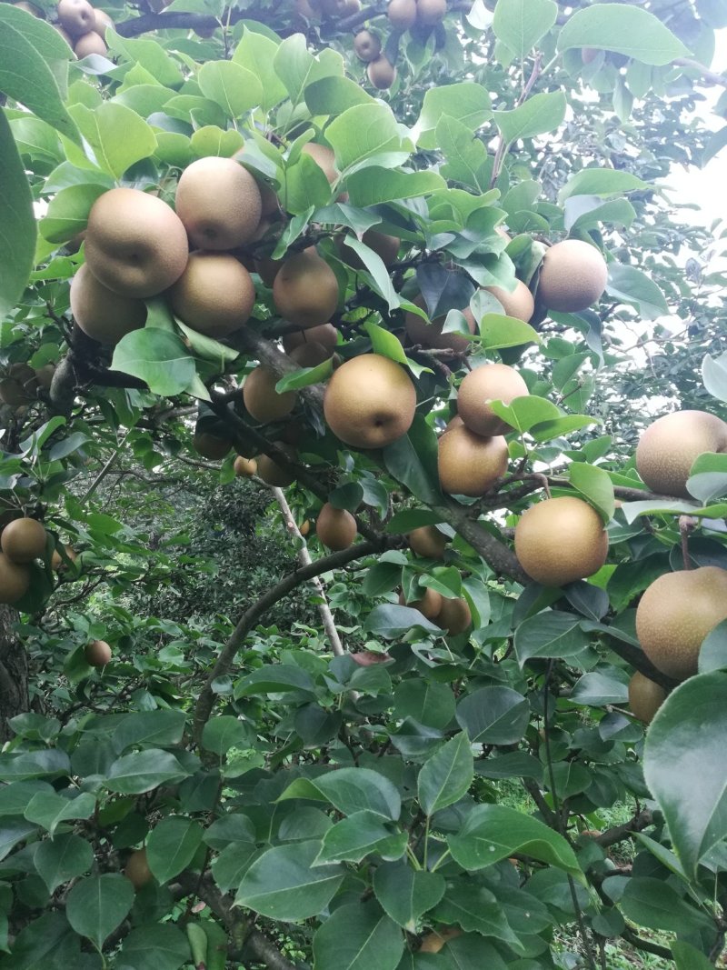 湖南怀化靖县金秋梨欢迎订购