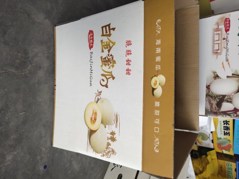 白金蜜甜瓜脆梨甜瓜大量成熟个头均匀糖度高货源充足价格便宜