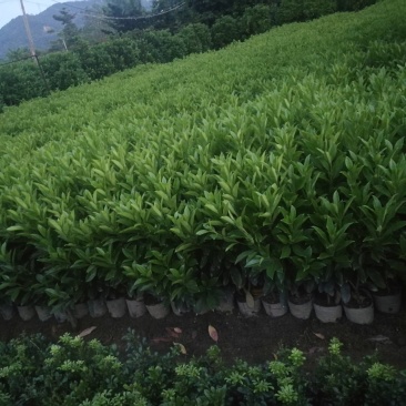 非洲茉莉，非洲茉莉球，非洲茉莉袋苗，带土发货，裸根发货