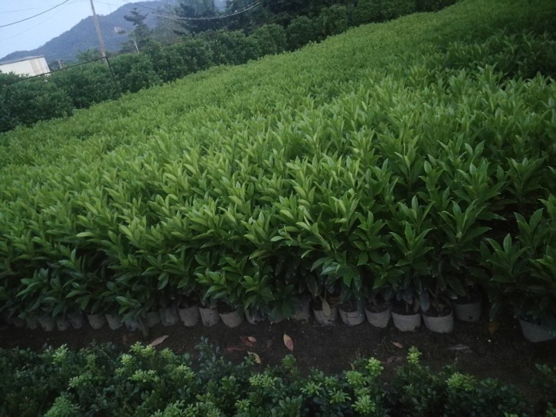 非洲茉莉，非洲茉莉球，非洲茉莉袋苗，带土发货，裸根发货