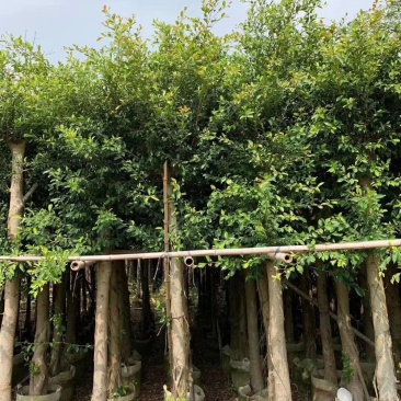 小叶榕，小叶榕袋苗，假植苗小叶榕二百棵起售