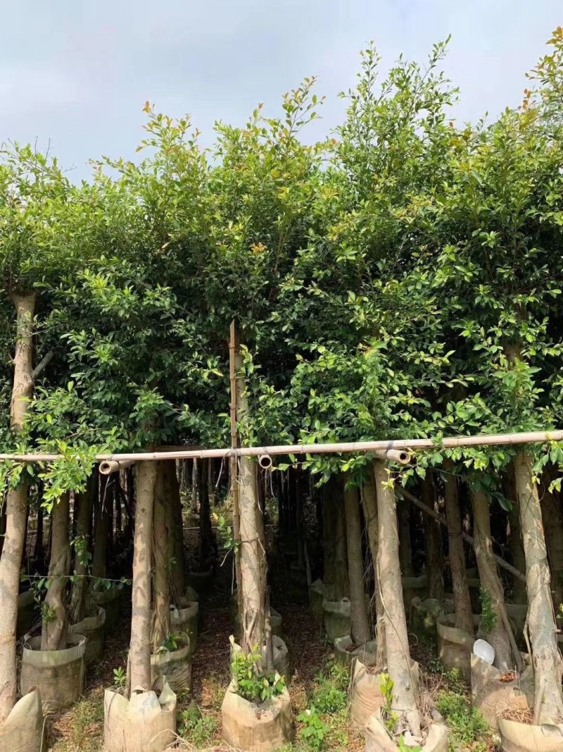 小叶榕，小叶榕袋苗，假植苗小叶榕二百棵起售