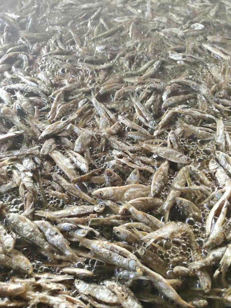 小鱼干油炸小餐鱼小白条鱼干小鱼仔干鱼干农家自制无盐