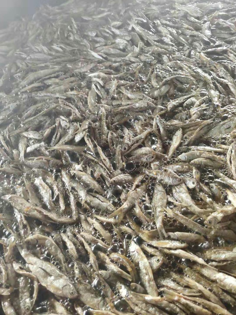 小鱼干油炸小餐鱼小白条鱼干小鱼仔干鱼干农家自制无盐