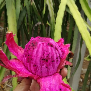 台湾大红火龙果苗，果实脆甜可口，自花受粉，增产收丰。