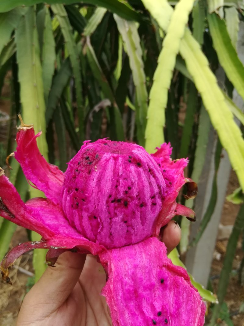 台湾大红火龙果苗，果实脆甜可口，自花受粉，增产收丰。