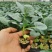 接受预定甘蓝苗花菜苗西兰花苗耐寒优秀
