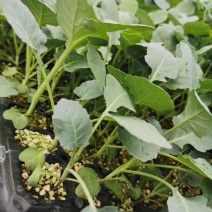 接受预定甘蓝苗花菜苗西兰花苗耐寒优秀