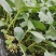 接受预定甘蓝苗花菜苗西兰花苗耐寒优秀