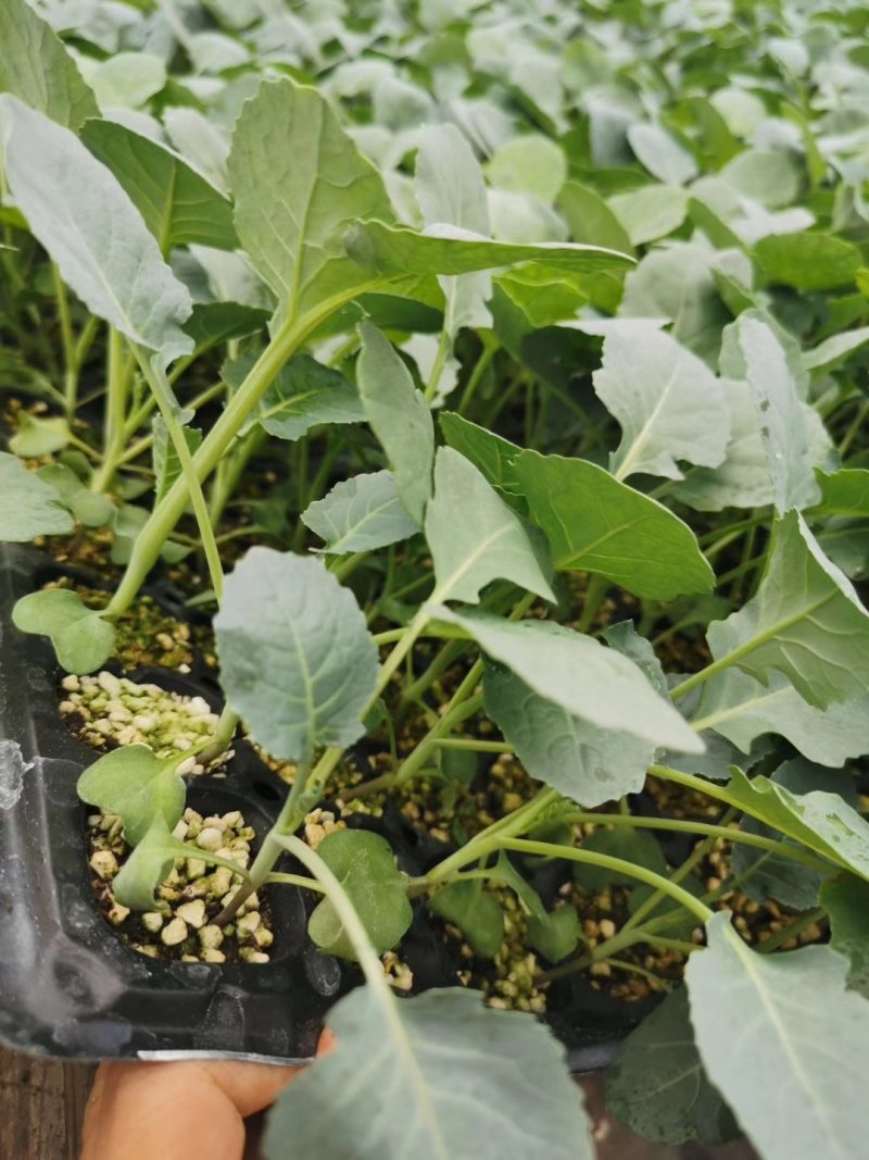 接受预定甘蓝苗花菜苗西兰花苗耐寒优秀