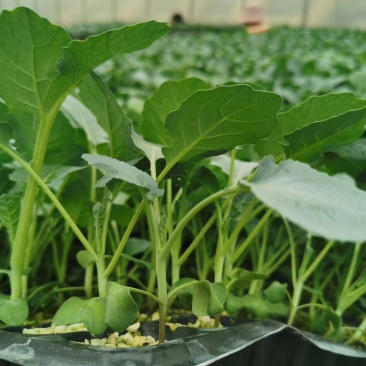 代育耐寒优秀西兰花苗加工费1毛一颗