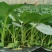 代育耐寒优秀西兰花苗加工费1毛一颗
