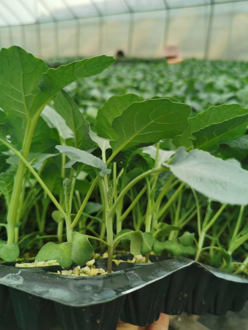 代育耐寒优秀西兰花苗加工费1毛一颗