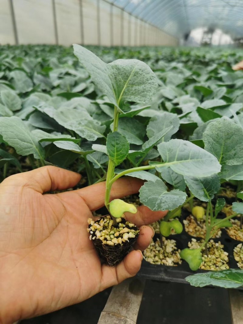 代育耐寒优秀西兰花苗加工费1毛一颗