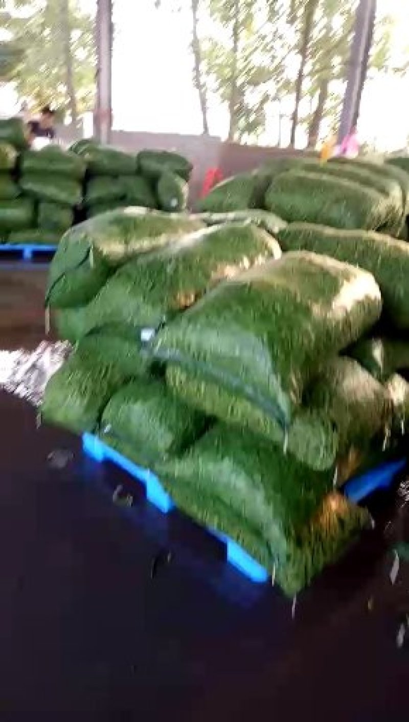 绿宝石毛豆-基地直供-货源充足-保证质量