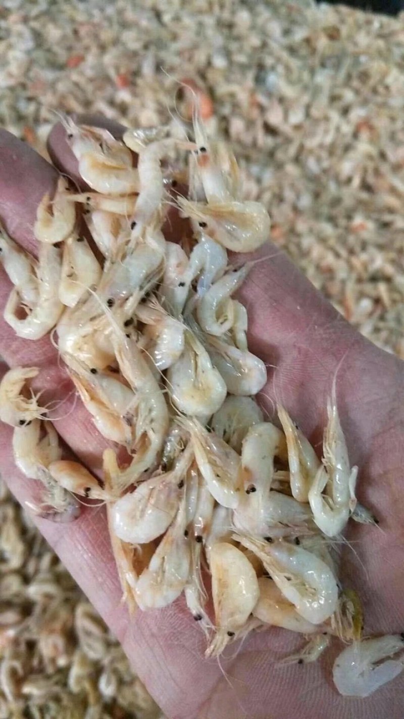 现有价格亲民，油炸膨化虾皮（麦杆虾）勾子虾颜色漂亮
