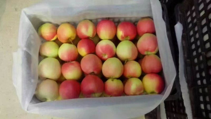 新鲜上市采摘美八苹果，口感甜颜色好货源充足