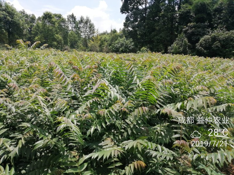 四季香椿苗，高原，平坝，一年四季全地形，全季节采摘椿芽