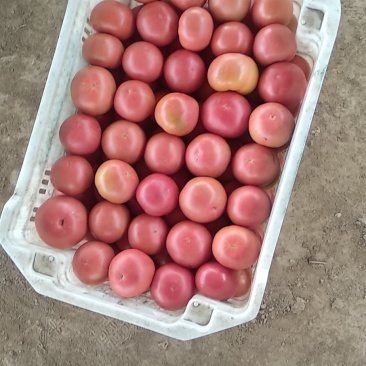 精品旱地西红柿