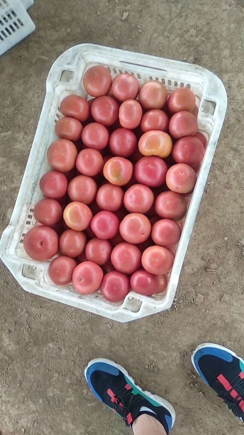 精品旱地西红柿