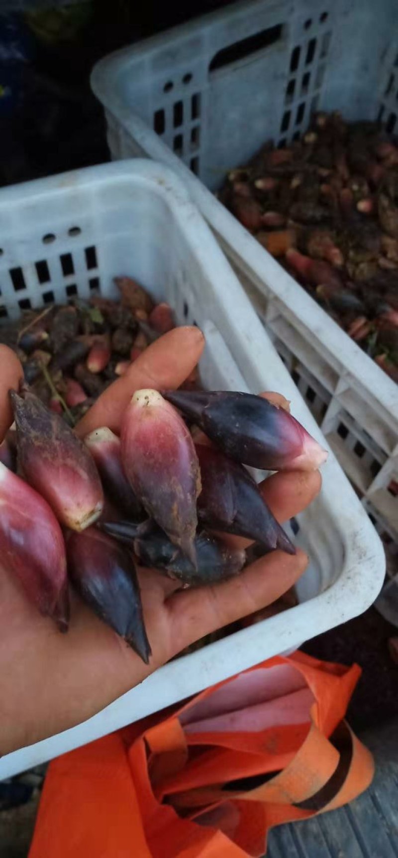 一年一季的土特产阳荷正式上市了