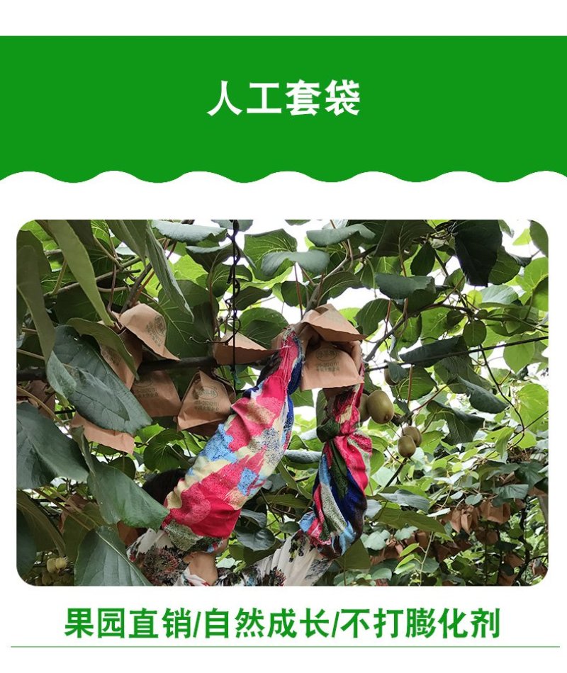 红心猕猴桃30个粒16.9全国诚招代理电商商超批发
