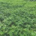 九青椒苗藤椒苗大量上市产地直销保湿发货质量保证