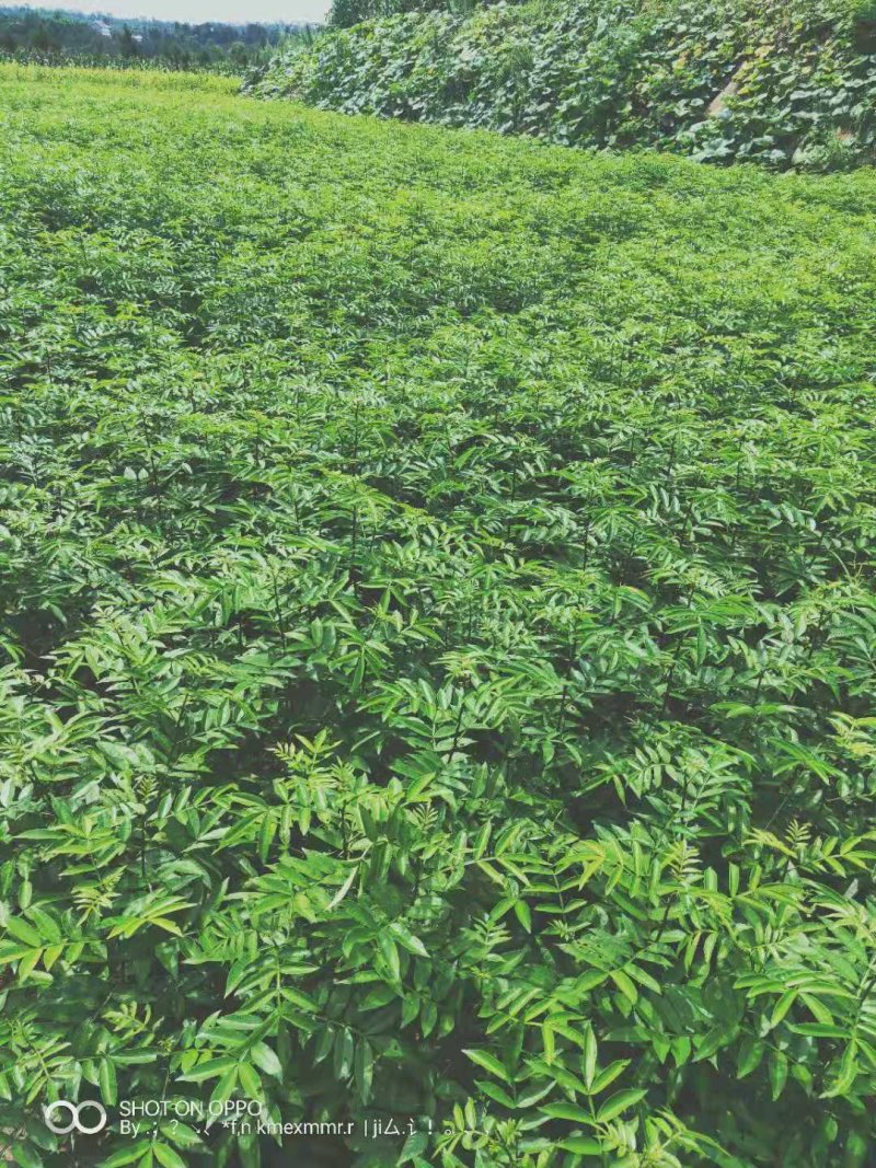 九青椒苗藤椒苗大量上市产地直销保湿发货质量保证