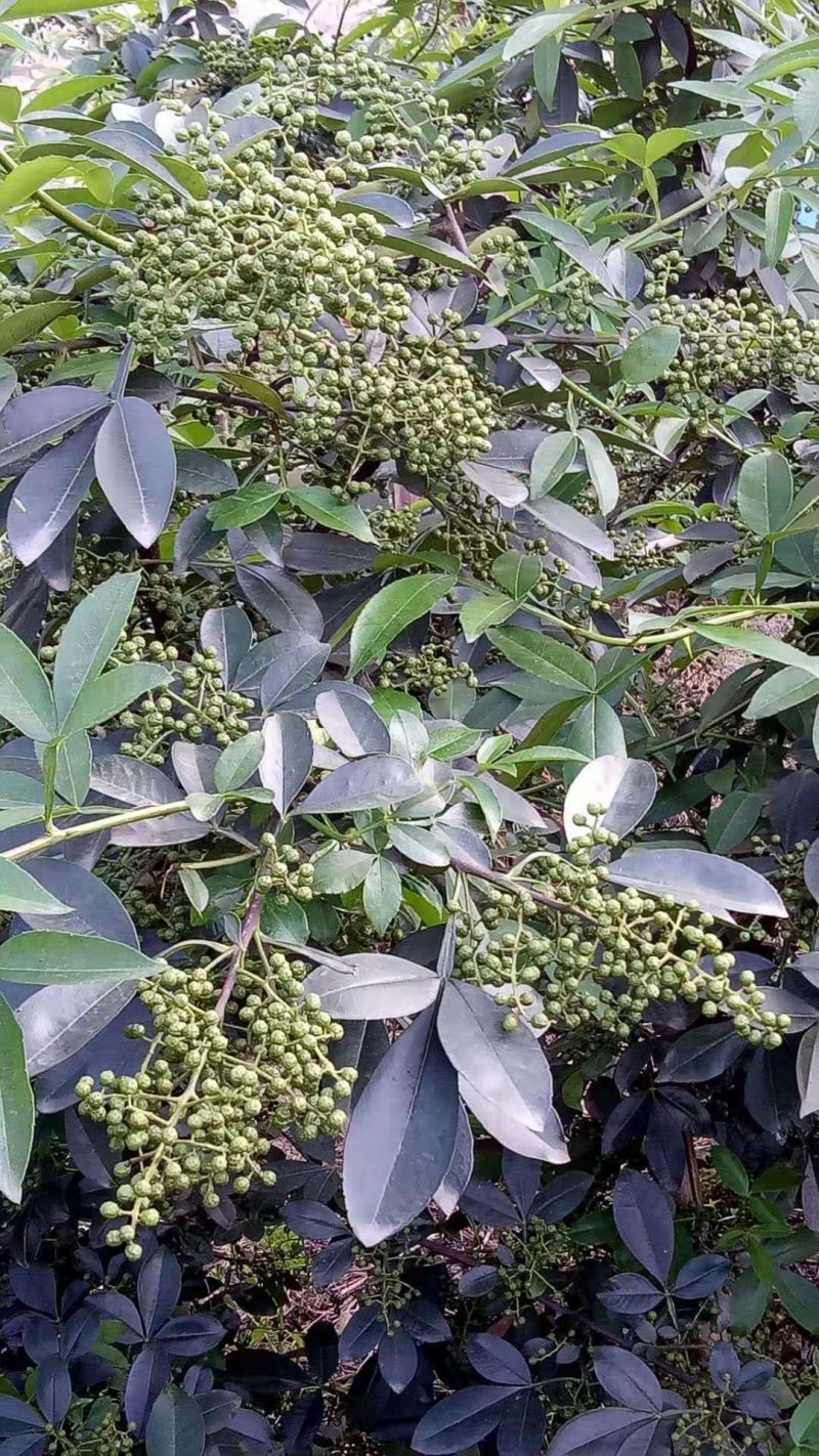 九青椒苗藤椒苗大量上市产地直销保湿发货质量保证