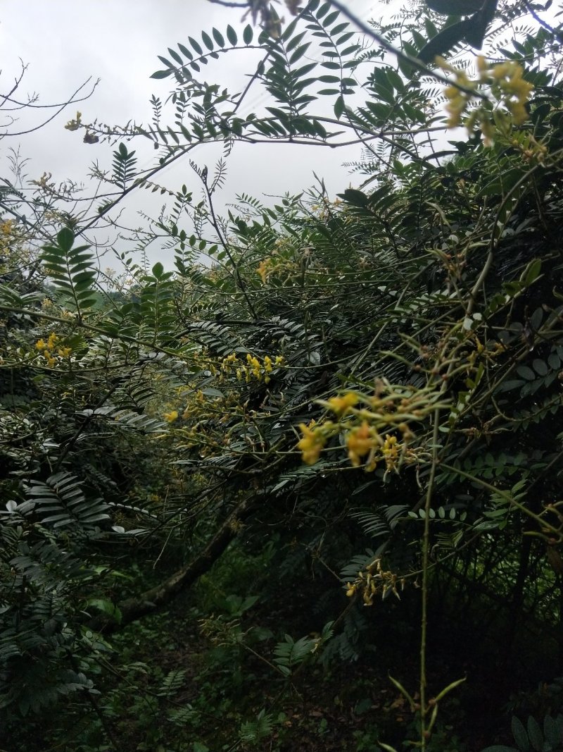 超大量供应山豆根种子