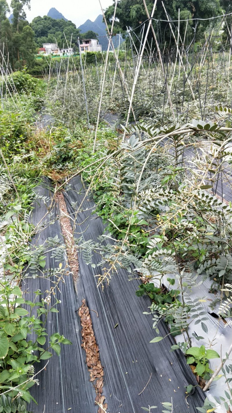 超大量供应山豆根种子