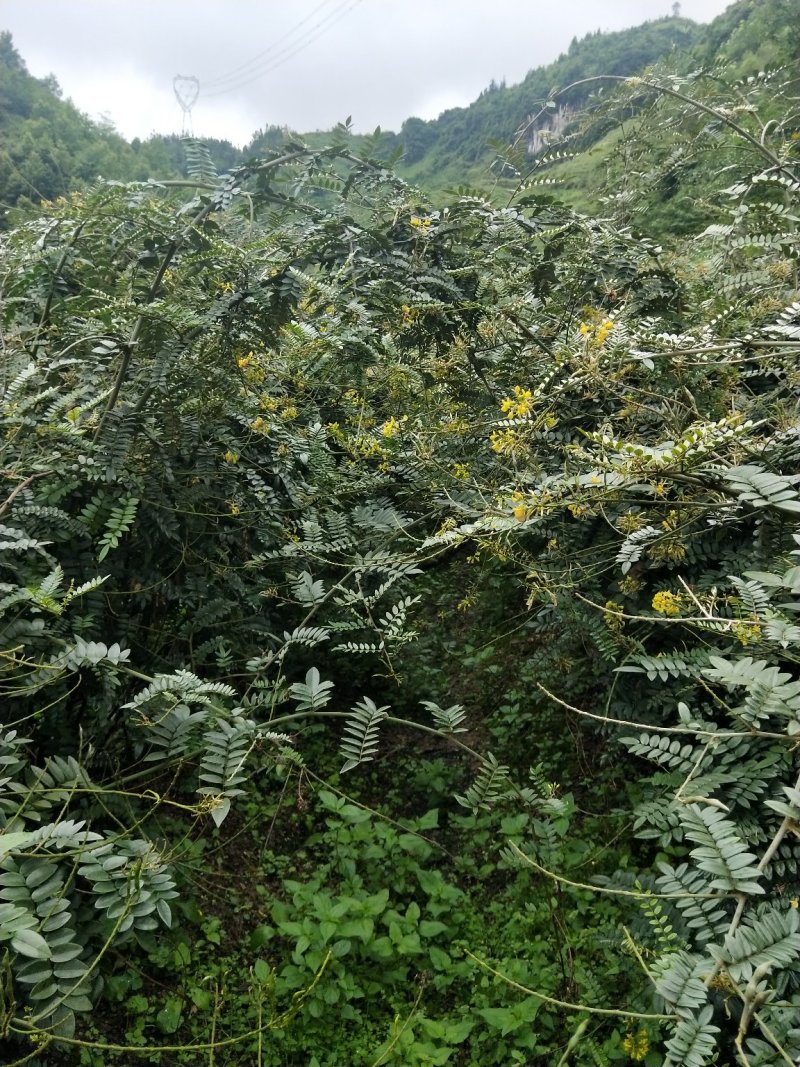 超大量供应山豆根种子