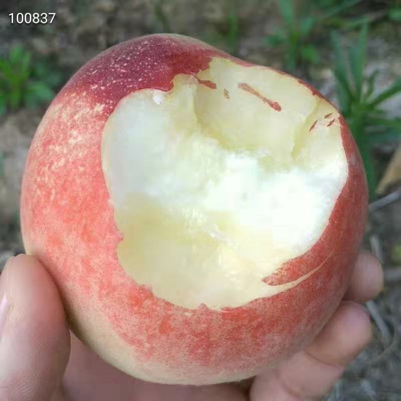 水蜜桃嫁接苗产地直销现挖现发保证成活率包结果