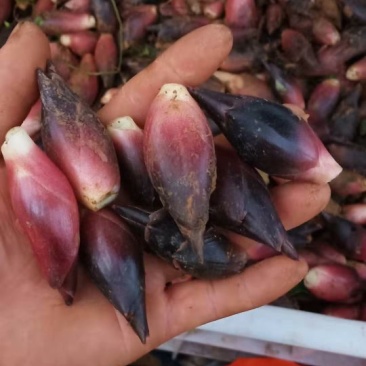 根茎类